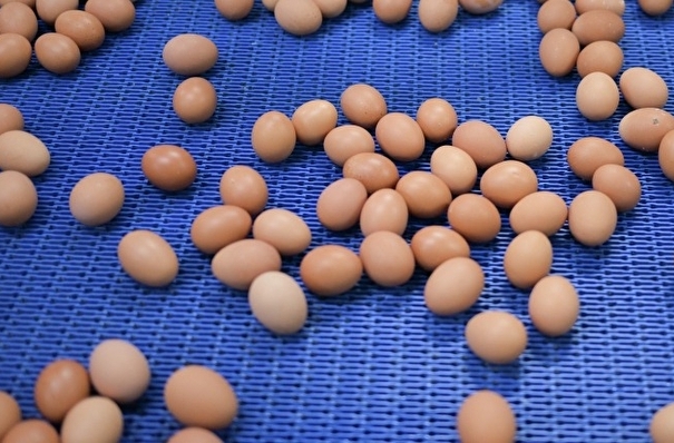 Иркутская область за 4 месяца увеличила производство куриного яйца на 1,5%