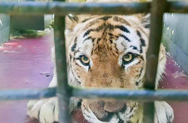 Травмированный браконьерами амурский тигр прилетел из Хабаровска в Москву
