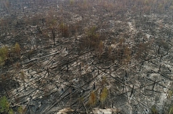 Большинство обнаруженных за сутки лесных пожаров ликвидированы в Иркутской области