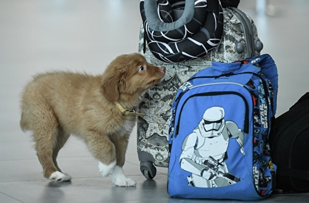 Штрафы за незарегистрированных собак и неоплаченный багаж введут в Ленобласти