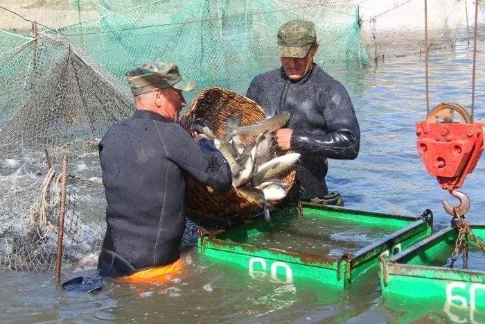 Северная Осетия за 8 месяцев  увеличила производство товарной рыбы. Фото. © 