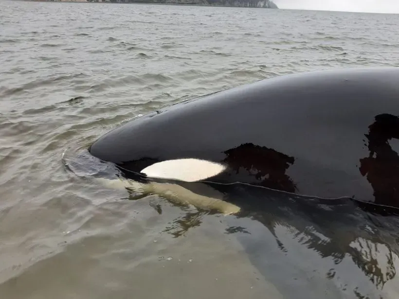 Косаток, застрявших в лимане возле Камчатки, спасатели попробуют вытащить в море с помощью невода. Фото. © РИА Новости  Людмила Щербакова