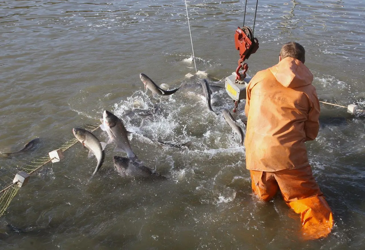 Запасы осетровых в Азовском море достигли 3 тыс. т, возможно возобновление промысла - Росрыболовство. Фото. © 