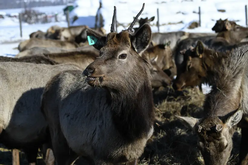 Ферма по разведению маралов появилась в Псковской области. Фото. © РИА Новости. Александр Кряжев