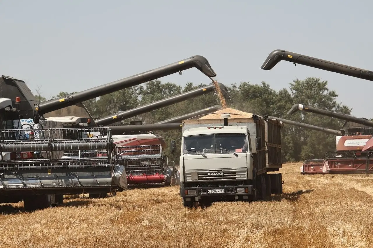 Северная Осетия в 2024г собрала почти 550 тыс. тонн зерновых и зернобобовых. Фото. © 