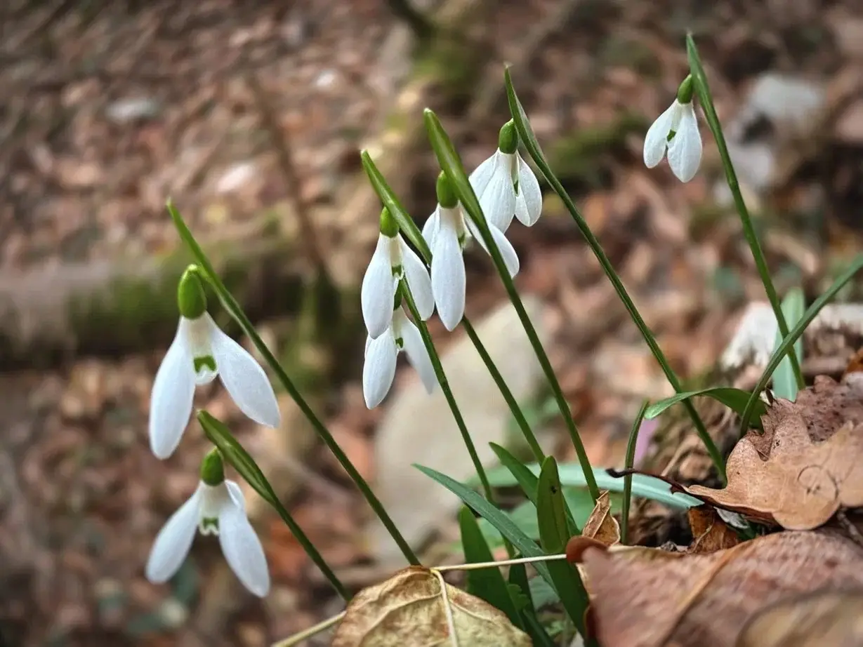Первые подснежники распустились в Сочи. Фото. © Сочинский национальный парк. Наталья Елагина