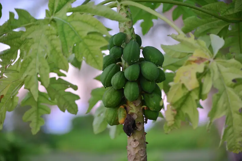  Папайя растет в тропических странах, в Россию ее экспортируют. Фото
