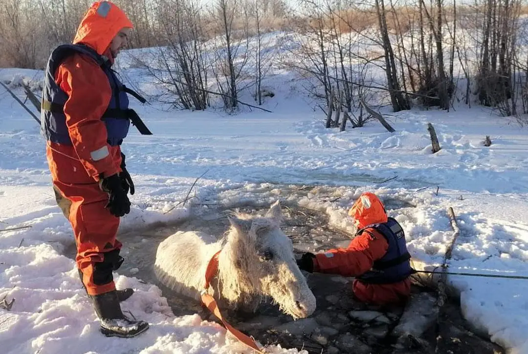 Провалившуюся под лед лошадь спасли в Челябинской области