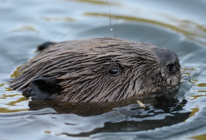 Лесопосадки в Новосибирской области будут спасать от лосей и бобров. Фото. © РИА Новости. Максим Блинов