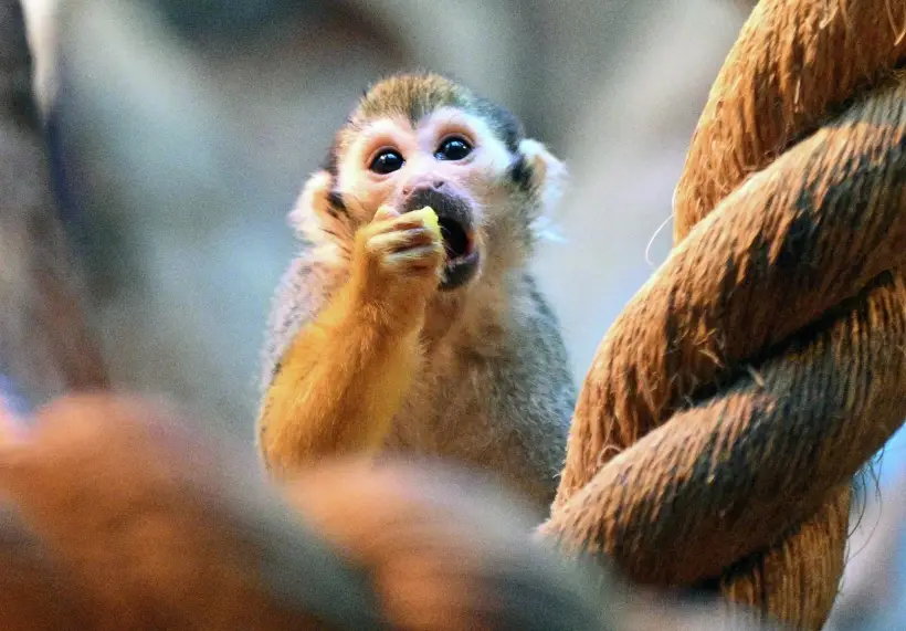 Обезьяне не составит труда устроить себе праздник непослушания в 2025 году. Фото