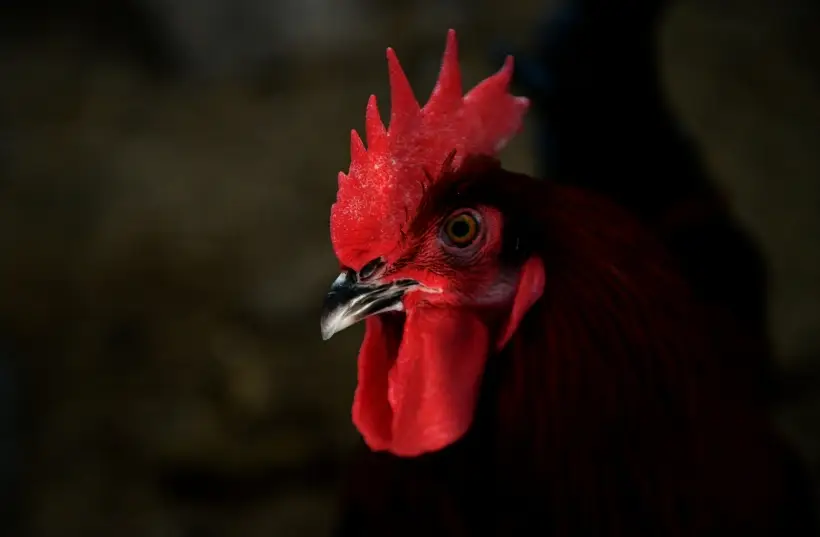 У Петуха в 2025 году откроются шикарные возможности во всех сферах жизни. Фото