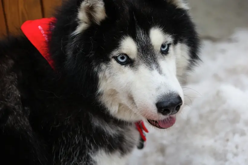 В 2025 году рожденным в год Собаки не стоит чересчур пытаться доказывать свою правоту. Фото