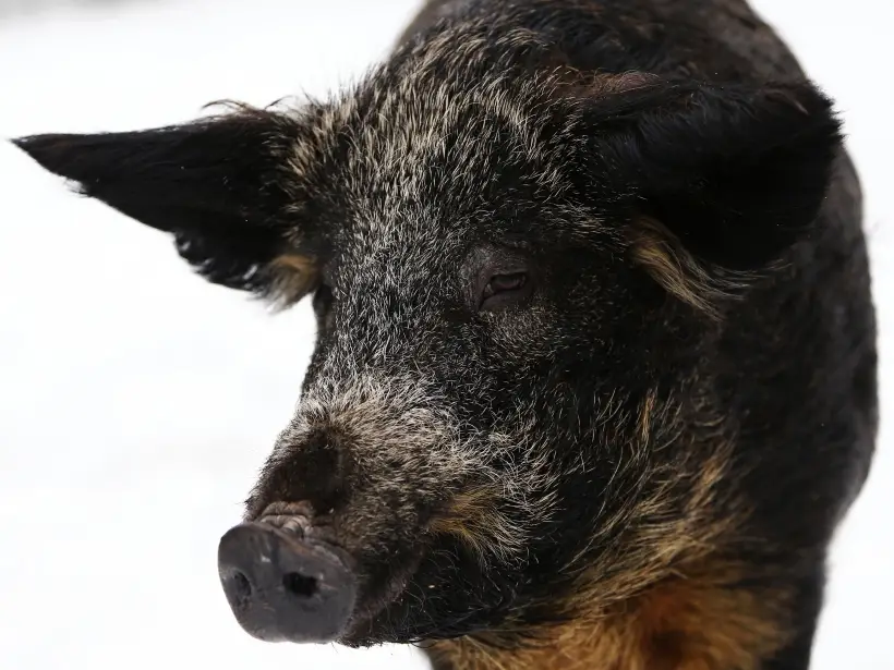 Кабану в 2025 году нужно задуматься о своем мировоззрении и, возможно, стать немного гибче и мудрее. Фото