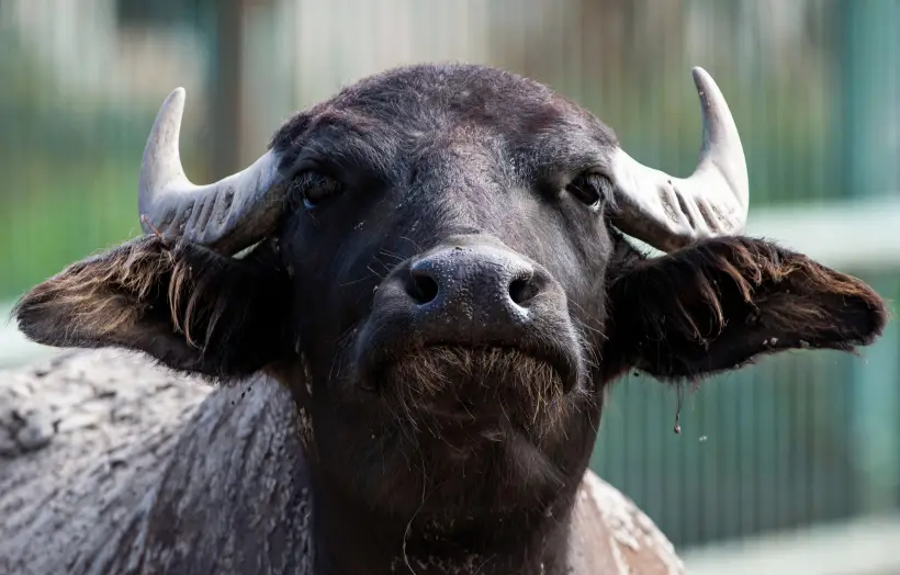 Одним из любимчиков судьбы в этом году станет Бык. Фото