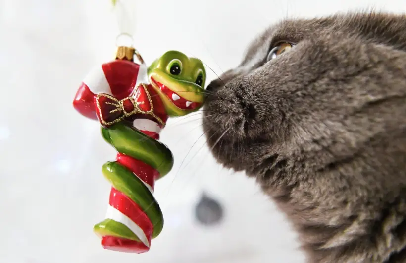 Благодушие и интеллигентность Кота по нраву Змее. Фото