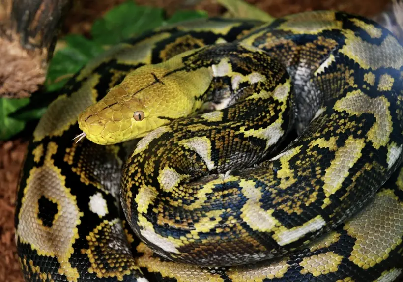 Для самих Змей 2025 год будет интересным и богатым на события. Фото