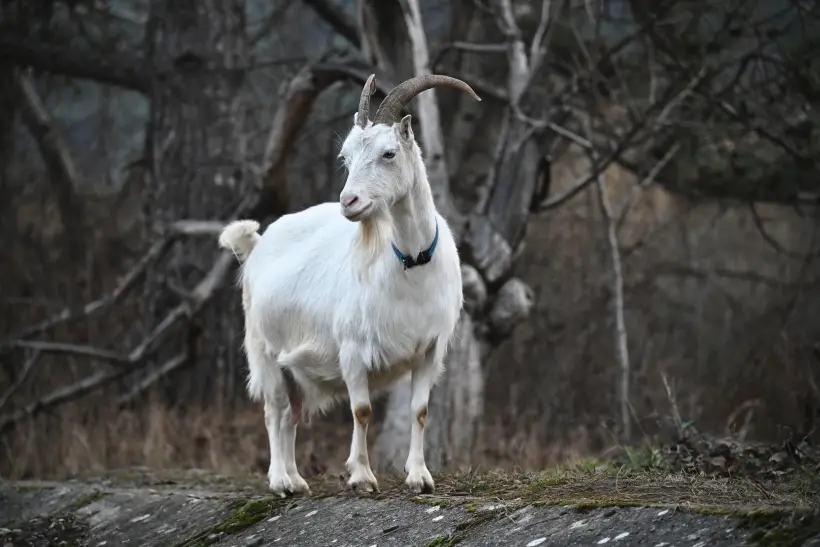 Коза в 2025 году не будет ни в чем нуждаться. Фото
