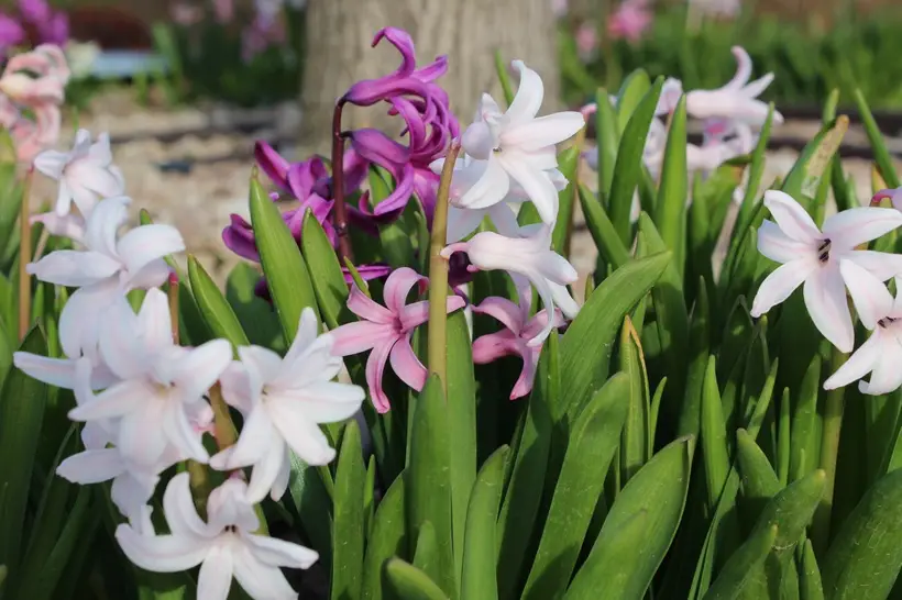 Какие цветы на 8 марта дарят женщинам: жене, маме, подруге