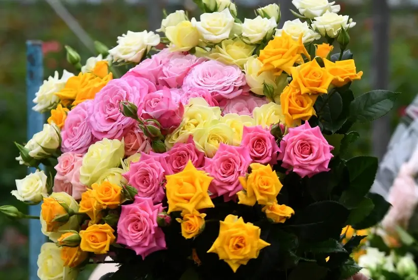 Какие цветы на 8 марта дарят женщинам: жене, маме, подруге