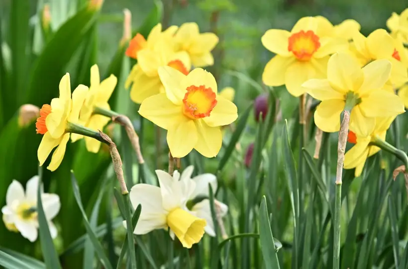 Какие цветы на 8 марта дарят женщинам: жене, маме, подруге