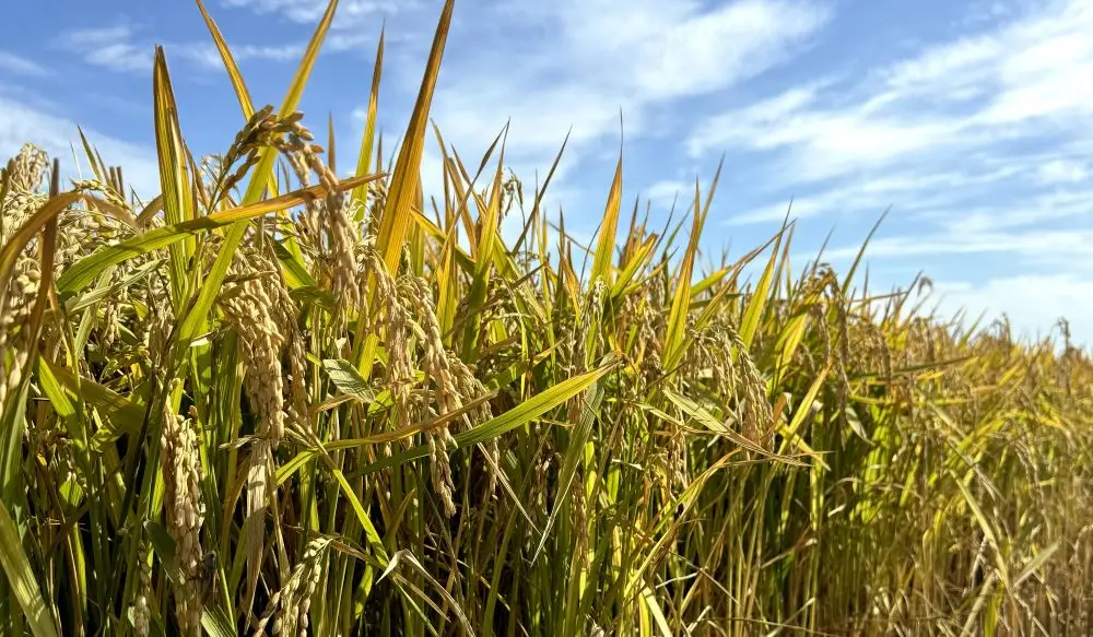 Сбор урожая. © ООО "Агрис" (Дагестан). Разият Багаудинова