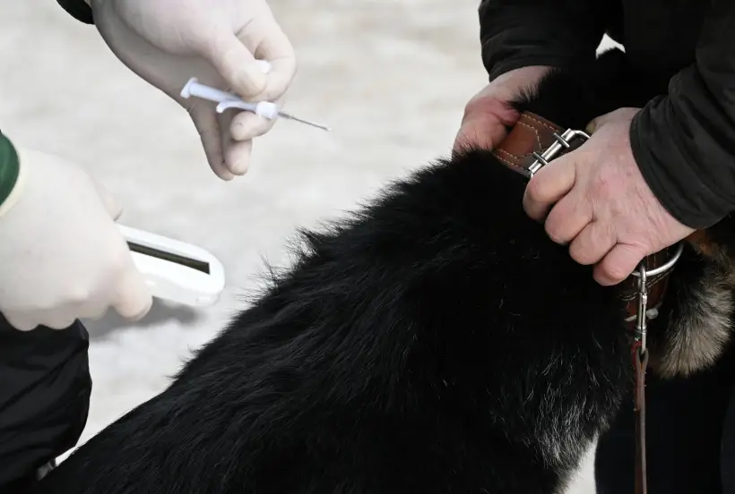 Обязательное чипирование собак планируют ввести в Башкирии. Фото. © РИА Новости. Максим Богодвид