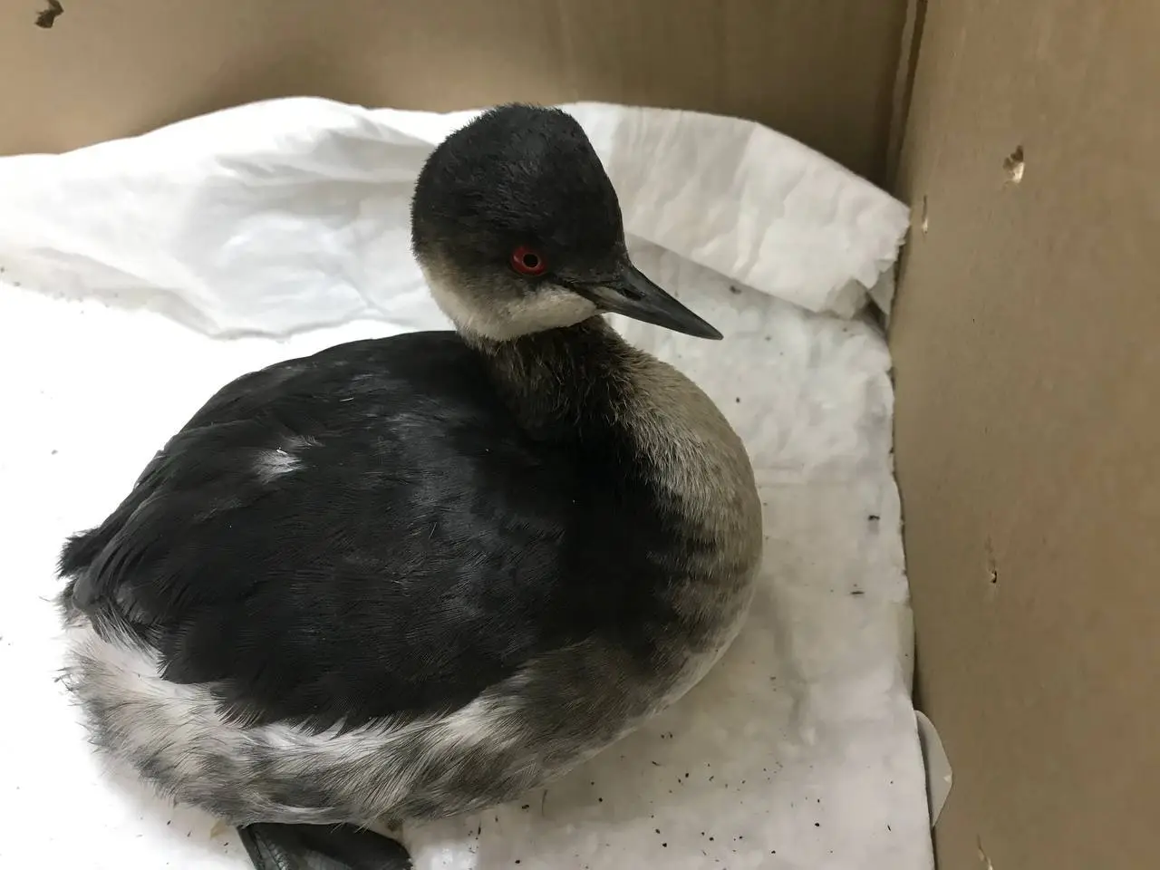 Более 500 испачканных мазутом птиц выявили за 2,5 месяца орнитологи в Сочи