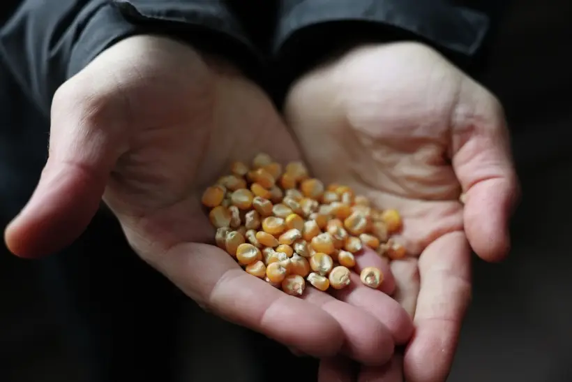 Лучше всего, готовить попкорн самому, из чистых зерен кукурузы, которые для этого подходят. Фото