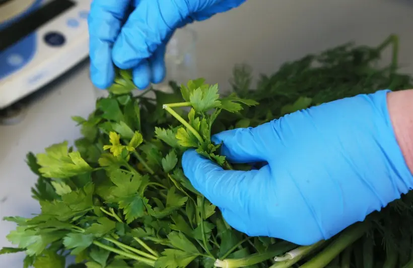 Лук, укроп или сельдерей: какая зелень самая полезная для здоровья