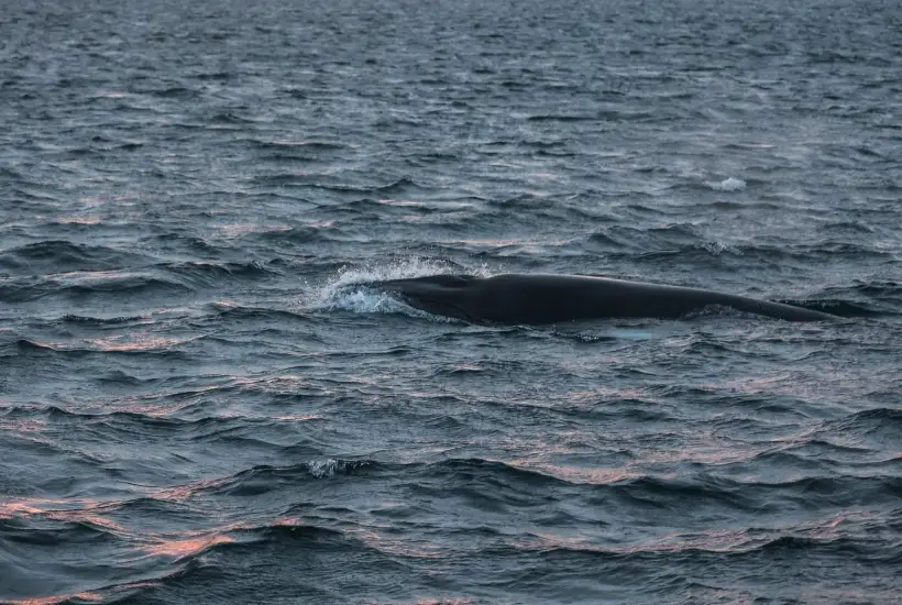 Исследования горбатых китов проведут летом на северном побережье Чукотки. Фото. © РИА Новости. Павел Львов