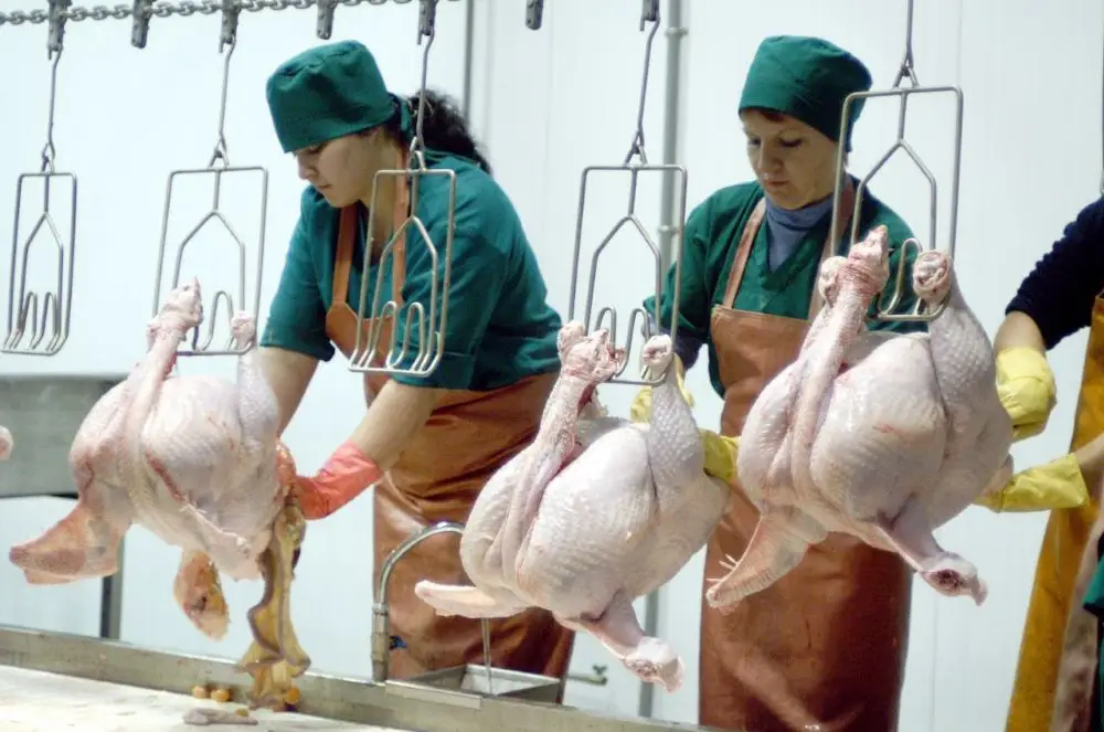 Производство мясных консервов на Кубани в 2024г выросло на 28%. Фото. © 