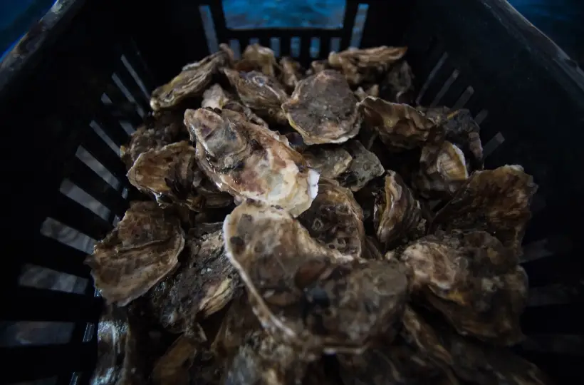 У устриц раковины неровные, а у мидий – гладкие. Фото