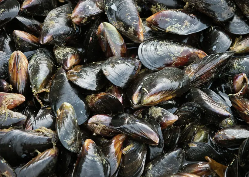 Выбирая мидии, обратите внимание на их внешний вид: раковины у свежих моллюсков должны быть плотно закрытыми, без сколов. Фото