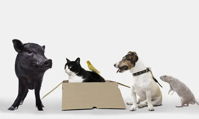 Домашнее животное: как выбрать питомца для детей и взрослых. Фото. © Freepik