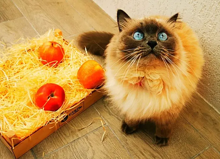 Кошки подходят даже людям с плотным графиком работы. Фото