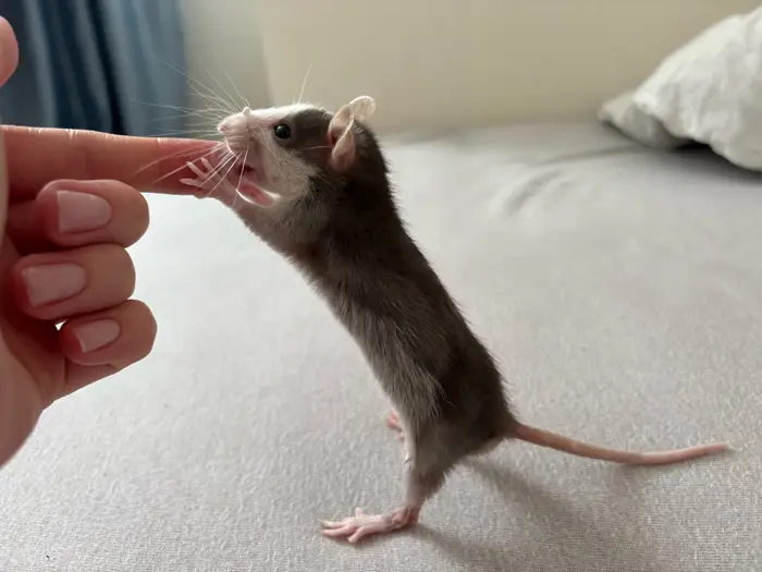 У крыс есть чувство юмора и абстрактное мышление. Фото