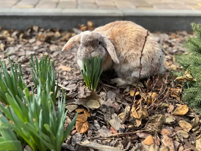 Кролики проявляют ласку и не любят одиночества. Фото
