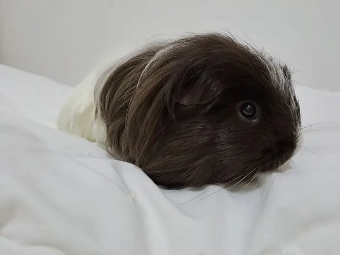 Морские свинки ведут дневной образ жизни и удобны в содержании. Фото