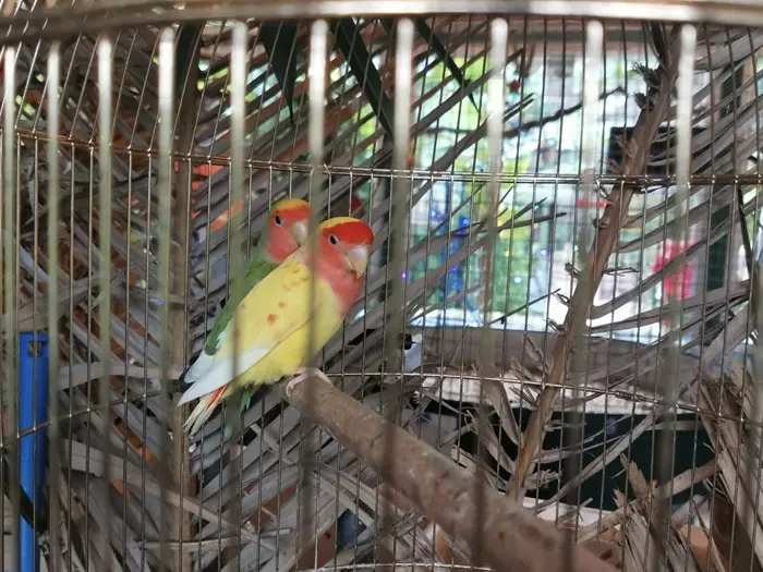 Попугаи отличаются умом и чистоплотностью. Фото