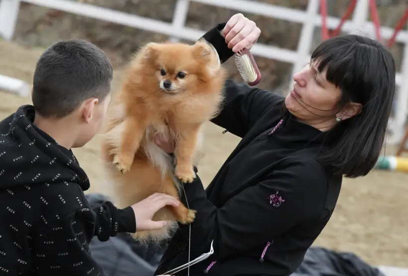 Собакам надо уделять много времени и любви. Фото