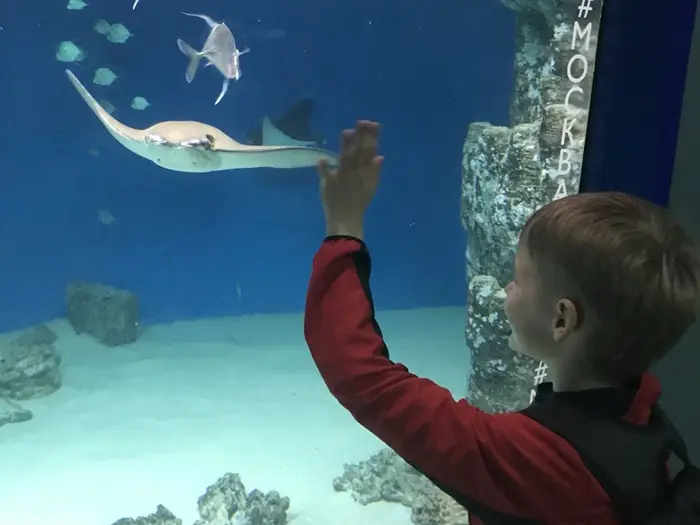 Наблюдение за рыбками помогает настроиться на позитивный лад. Фото