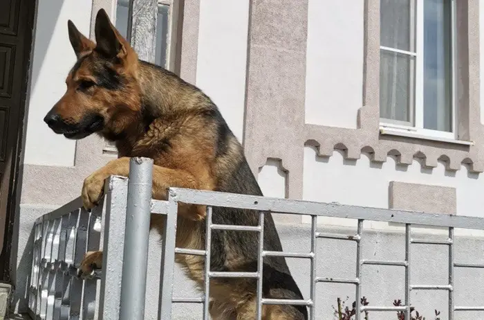 Собаки могут стать верными друзьями. Фото