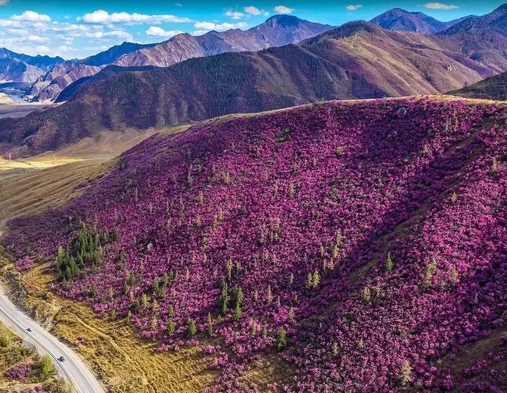 Гости фестиваля "Чике-Таманская весна" в Республике Алтай увидели цветение маральника