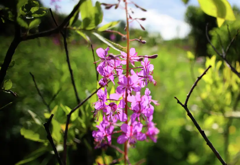 Иван-чай: лечебные свойства, польза и вред напитка. Фото. © РИА Новости. Илья Наймушин