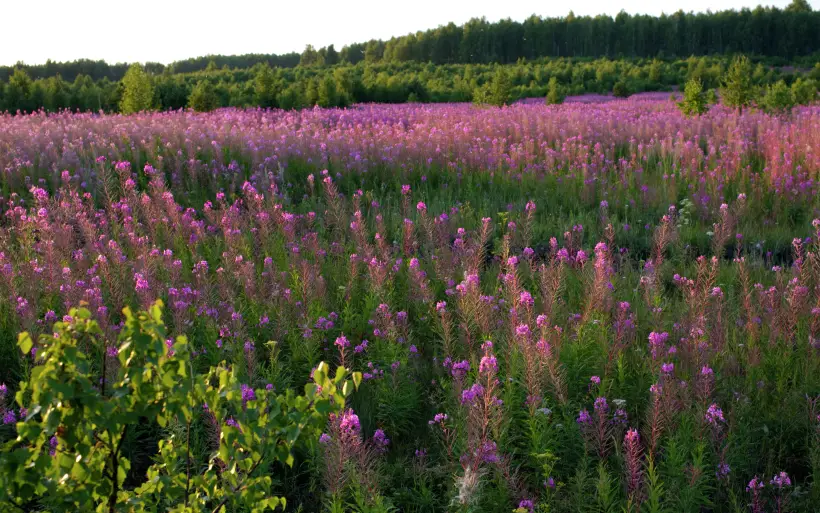 Название растения может быть связано с легендой о русском молодце Иване, который любил бродить по лесу в розовой рубахе, и издалека походил на цветущий кипрей. Фото