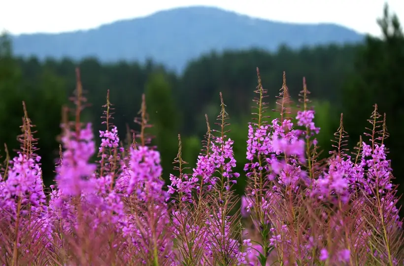 Кипрей - настоящая кладовая биологически активных веществ при минимальной калорийности. Фото