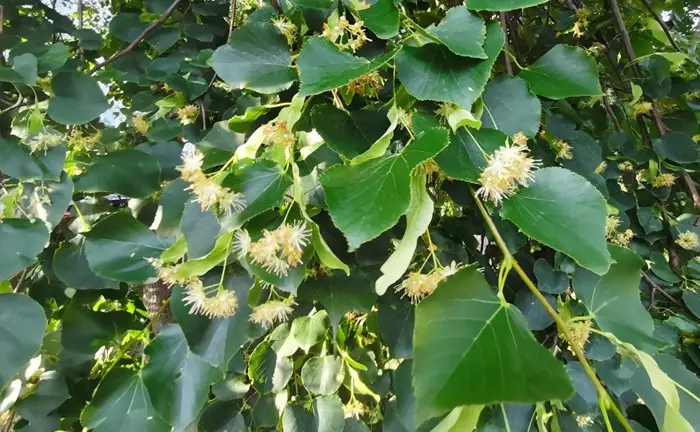 Липовый чай: лечебные свойства, польза и вред напитка. Фото. © 