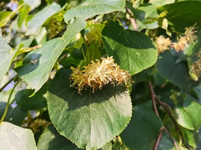 Перетертые листья липы помогают быстрому заживлению ран. Фото