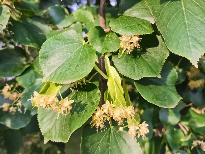 Липовый чай: лечебные свойства, польза и вред напитка