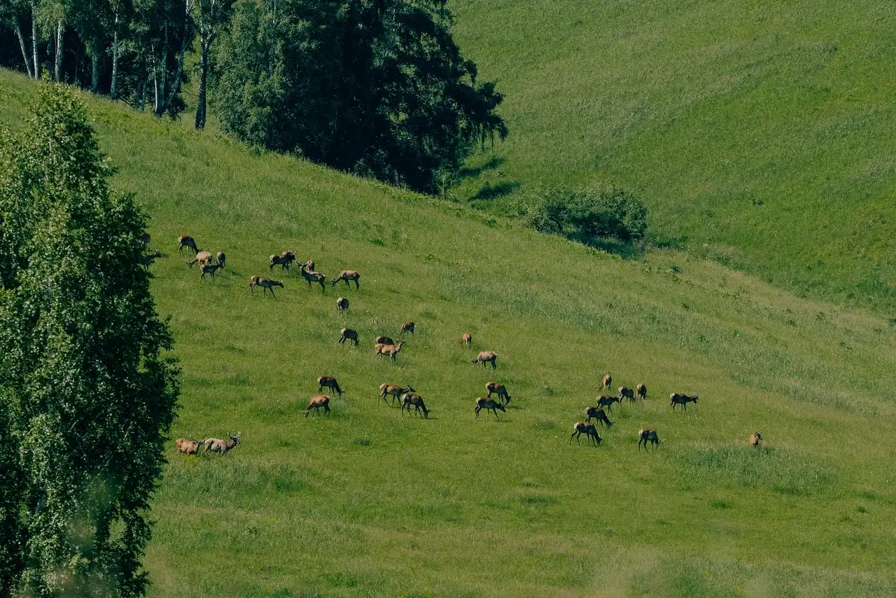 Гостиничный комплекс "Маральник Altai Palace" открылся в Алтайском крае